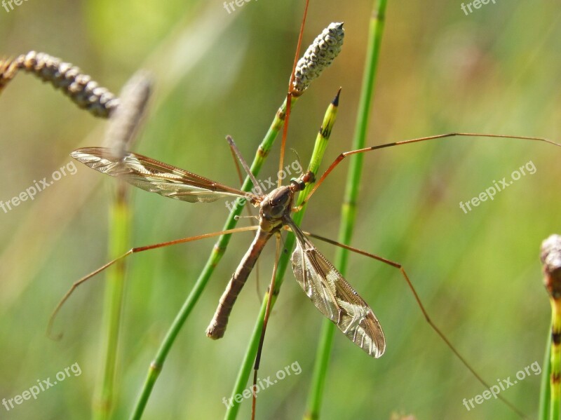 Mosquito Detail Long-legged Insect Sting Moisture