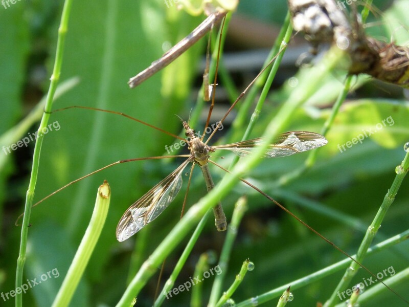 Mosquito Detail Long-legged Insect Sting Moisture