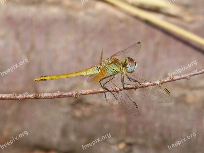 Dragonfly Branch Winged Insect Annulata Trithemis Free Photos