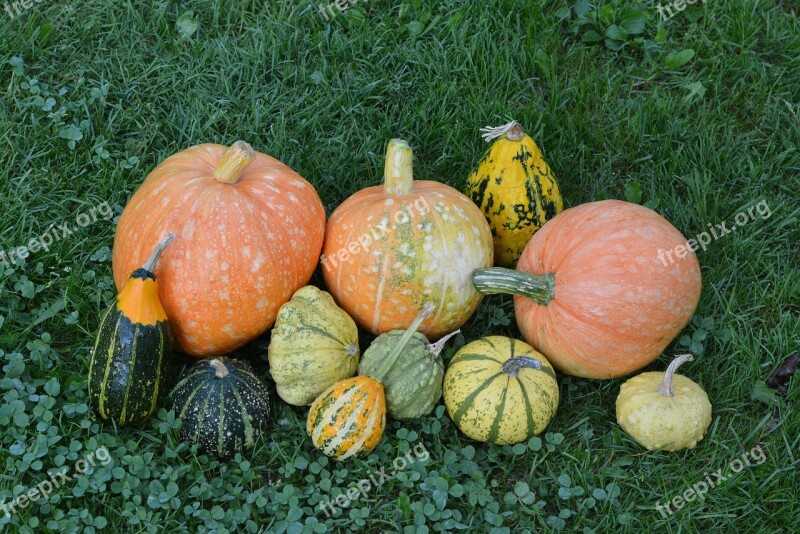 Pumpkins Pumpkin The Cultivation Of Collect Food