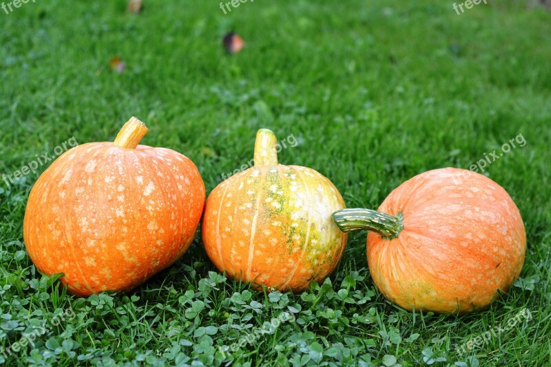 Pumpkins Pumpkin The Cultivation Of Collect Food