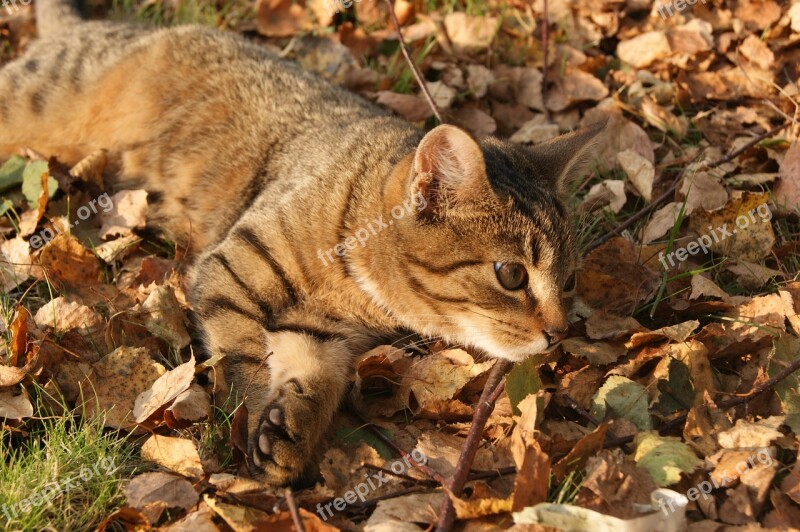 Cat Autumn Foliage Autumn Gold Free Photos