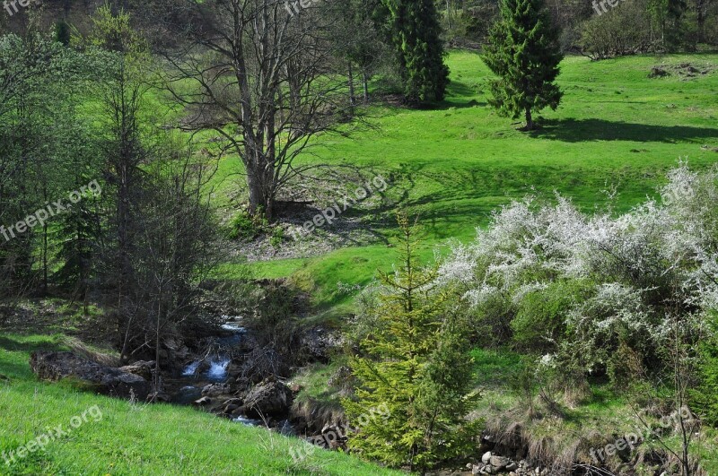 Brook The Brook Water Meadow Nature