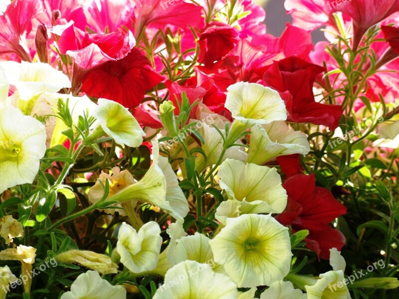 Flowers Red Close Up Flower Geranium