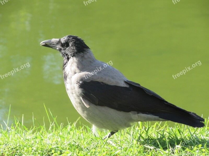 Bird Crow Nature Free Photos