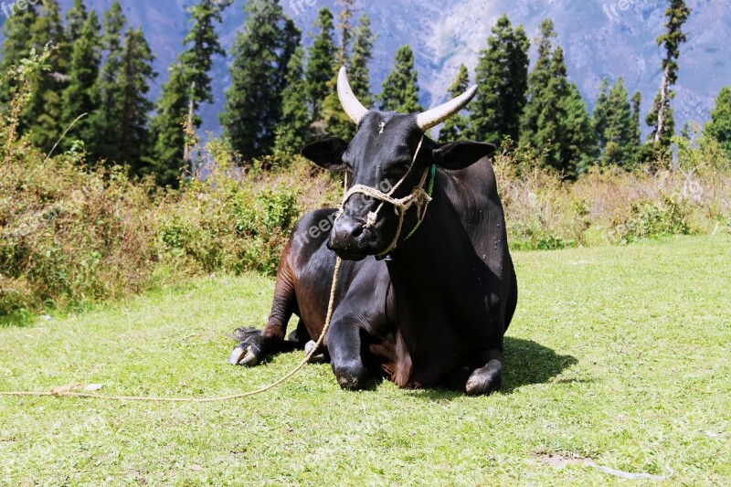 Animals Cow Black Cow Brown Cow Hd Wallpaper