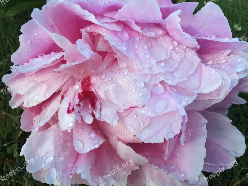 Rose Dew Flower Big Drops