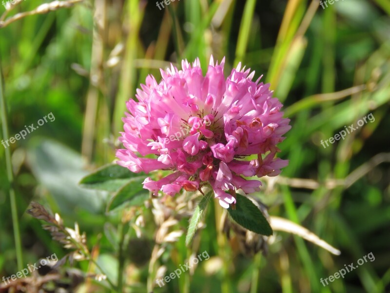 Red Clover Trifolium Pratense Clover Flower Nature