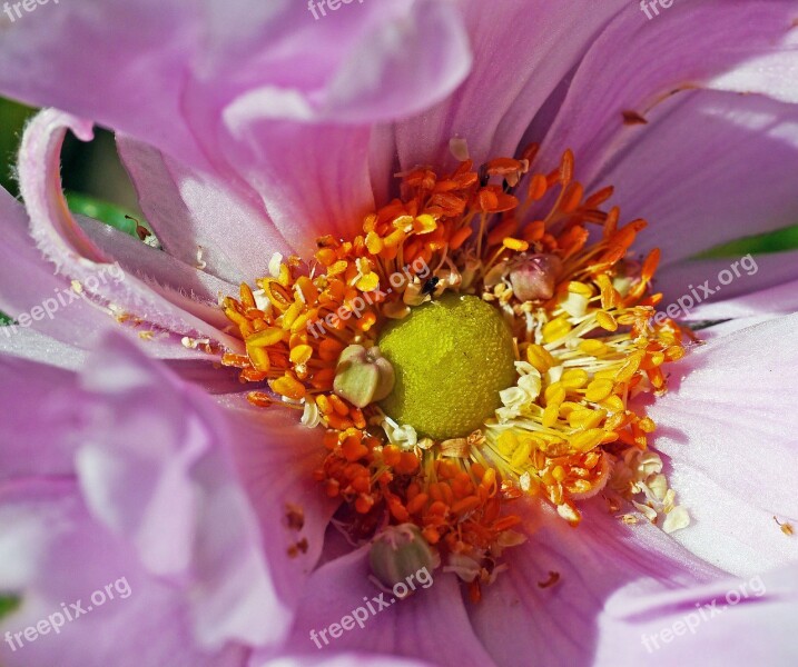 Fall Anemone Blossom Bloom Windy Ruffled