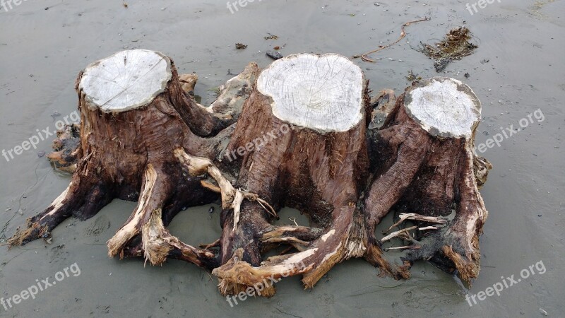 Driftwood Stump Tree Stump Nature Beach