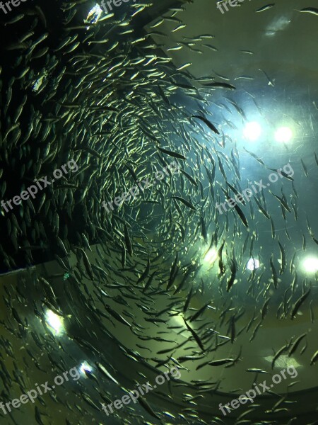 Fish Aquarium Toronto Canada Underwater