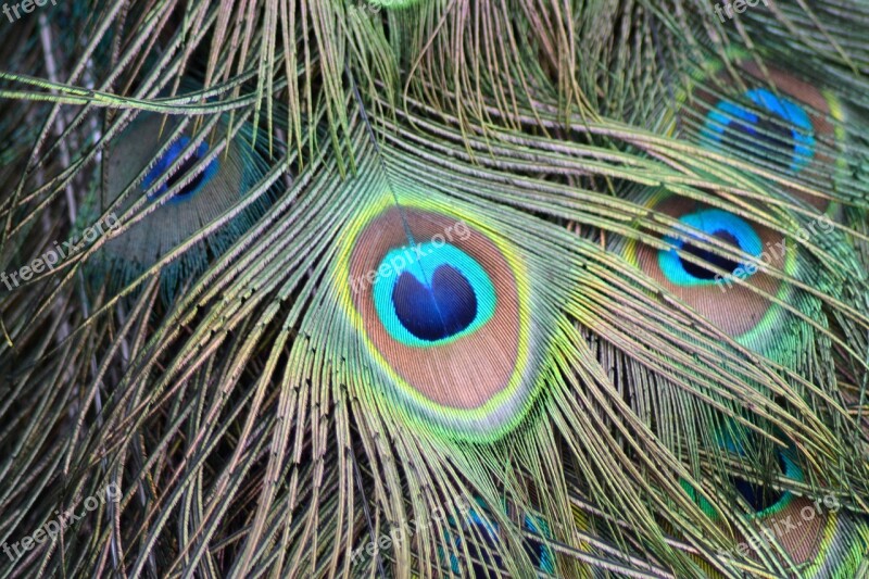 Peacock Feather Peacock Feather Green Bird