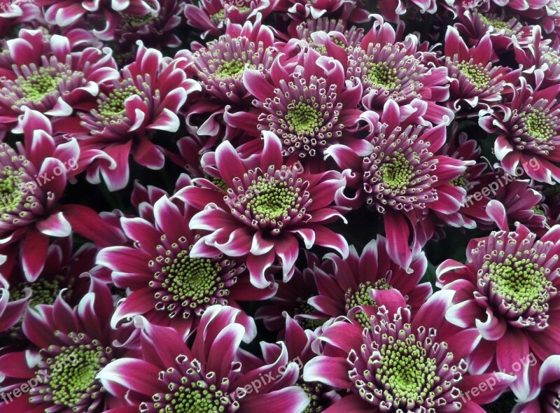 Chrysanthemum Blooms Saba Flowers Pink Purple White