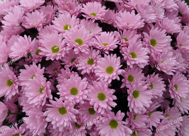 Pink Daisies Pink Daisy Petal Flower