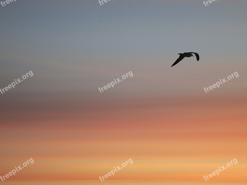 Sky Sunset Bird Evening Sky Seagul