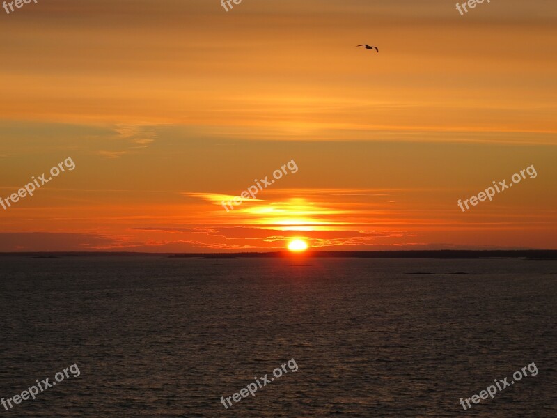 Sunset Bird Evening Sky Seagul Flight