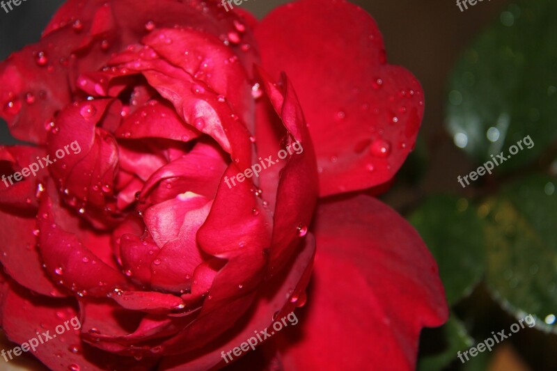 Flower Red Roses Drop Free Photos