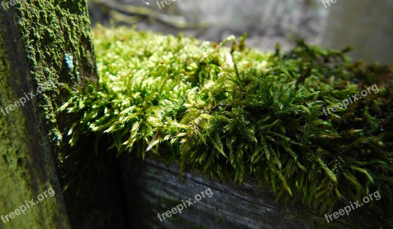 Moss Fence Wood Fence Old Moosbedeckt