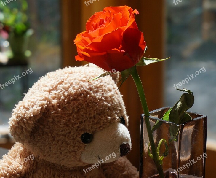 Old Teddy Bear With Rose Teddy Bear Toy Stuffed Animal Orange Rose