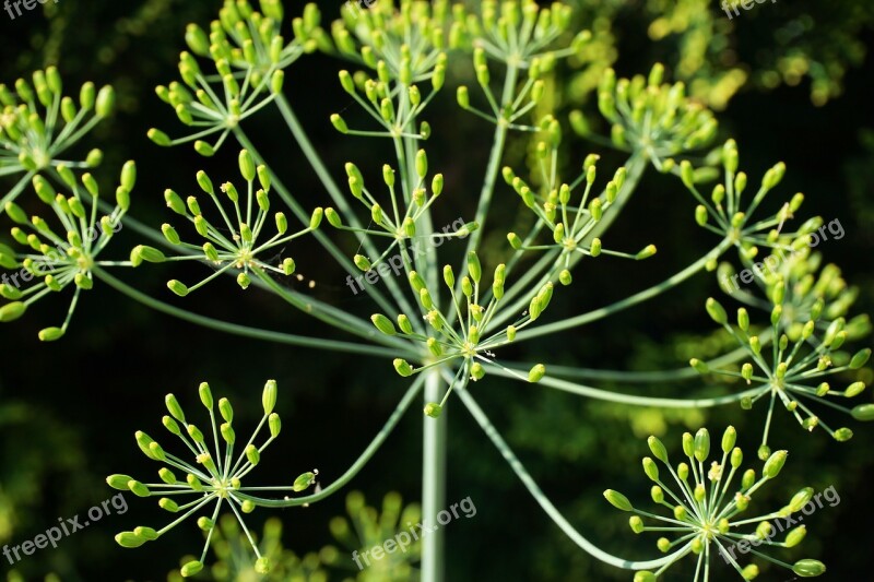 Dill Flourished Herbs Garden Culinary Herbs