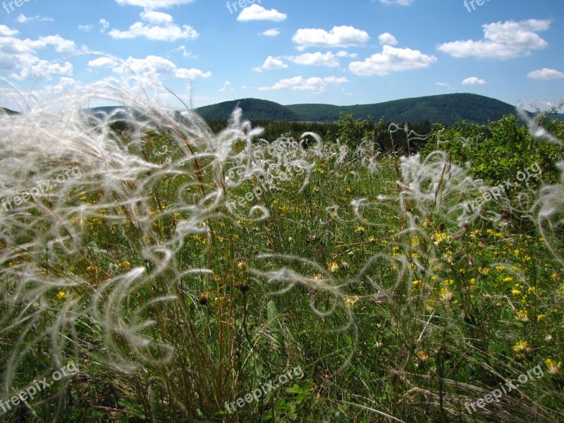 Meadow Wildflower Stipa Nature Plant