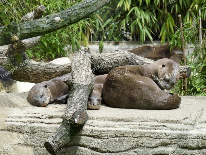 Otter Zoo Water Wild Animal Tiergarten