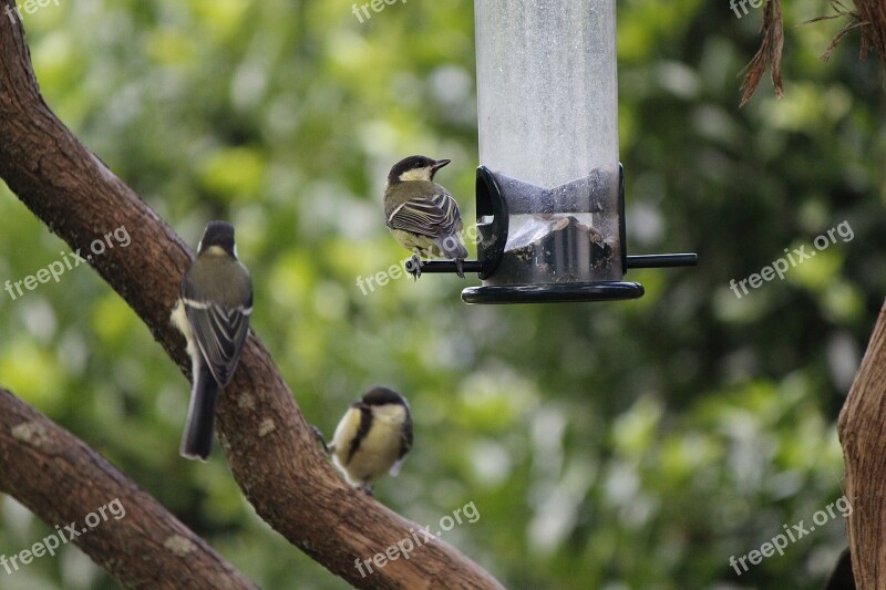 Great Tits Birds Tit Garden Food