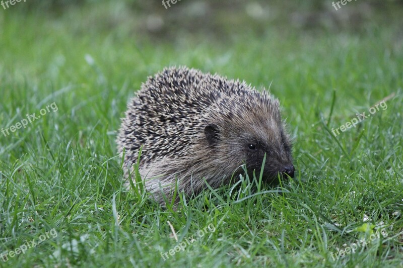 Hedgehog Spur Garden Prickly Cute