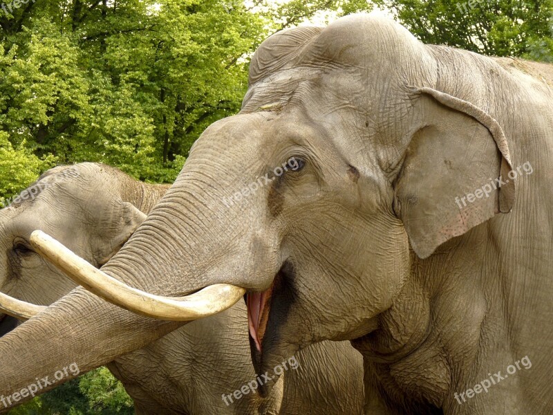 Elephant Animal Zoo Proboscidea Tusks