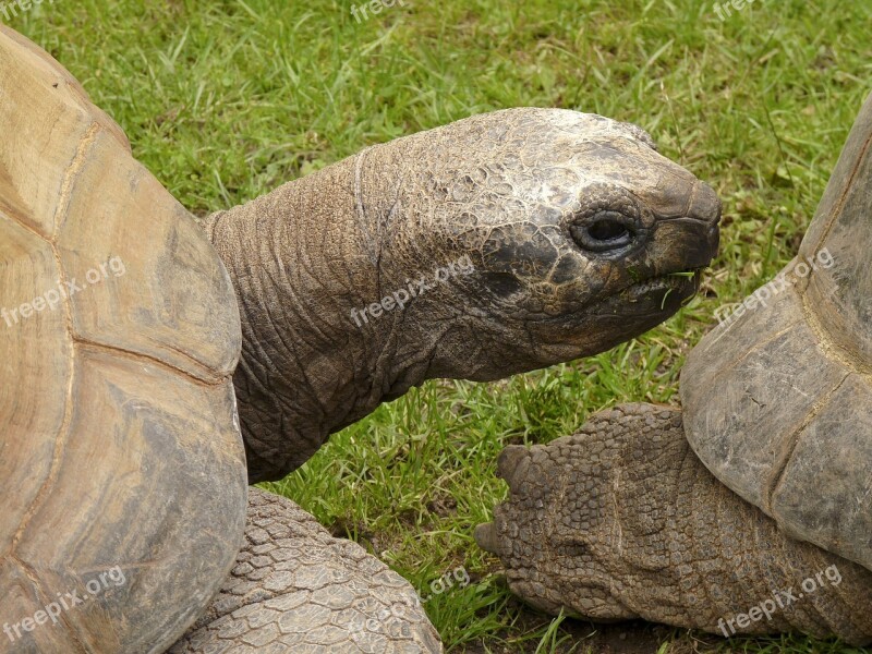 Turtle Terrestrial Vertebrates Amniota Sauropsida Giant Tortoise