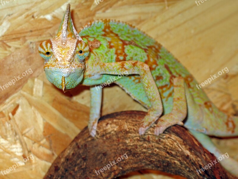 Chameleon Colorful Animal World Insect Eater Free Photos