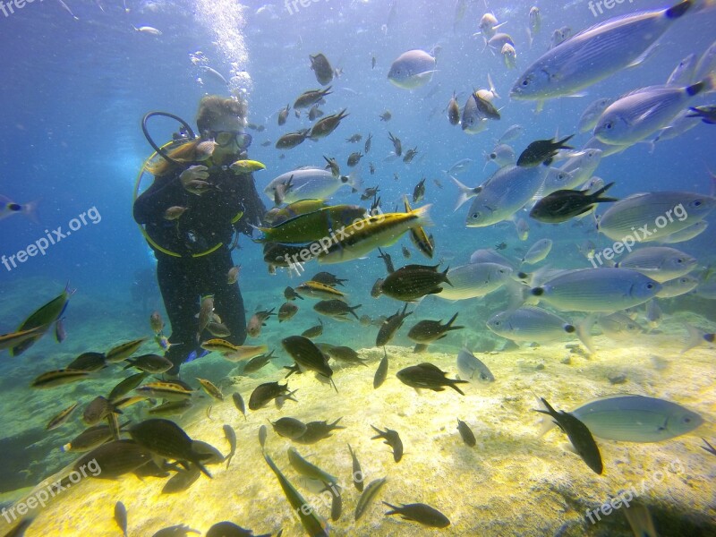 Diving Sea Fish Girl Diver