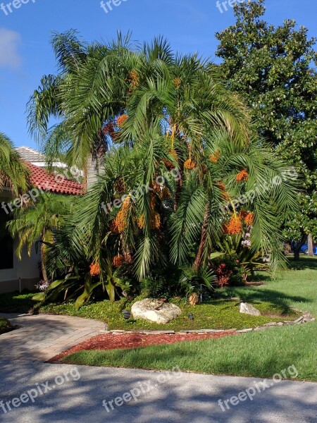 Palm Tree Morning Running Street Tree