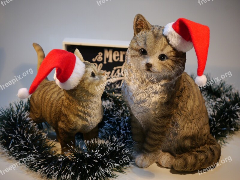 Cat Christmas Nicholas Free Photos