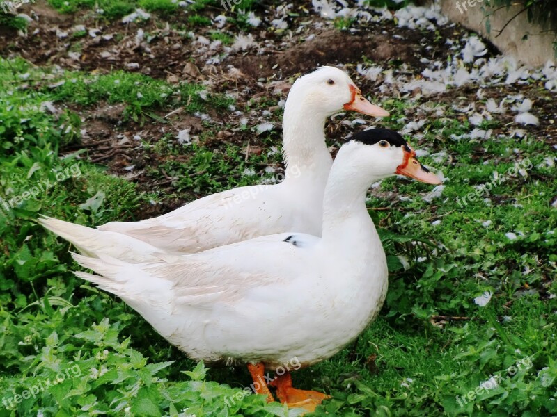 Geese Farm Poultry House Geese Animal