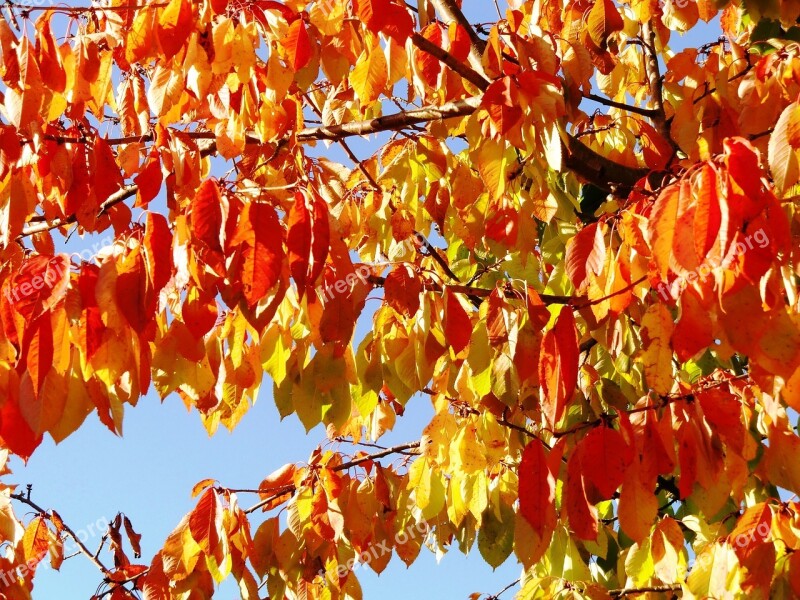 Autumn Fall Foliage Golden Autumn Fall Color Leaves