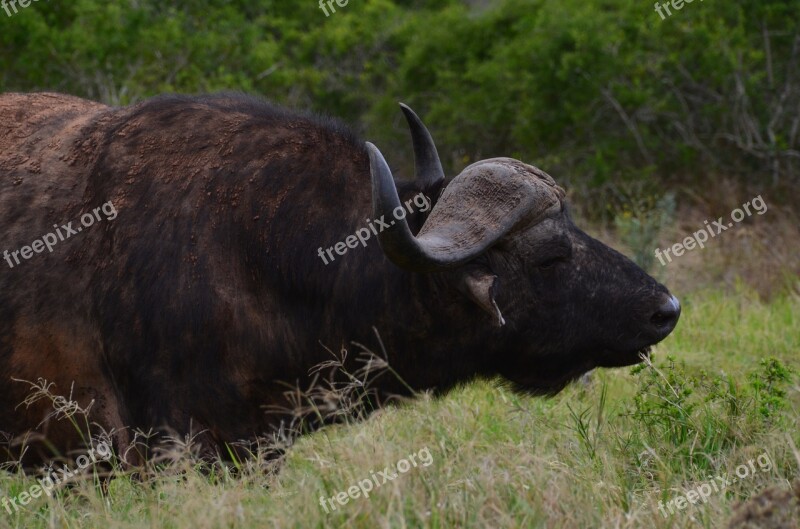 Africa Safari Water Buffalo Wild Animal Free Photos