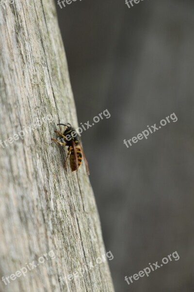 Wasp Bug Nature Free Photos