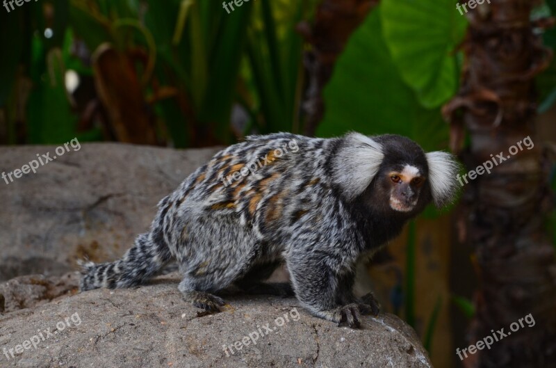 Africa Marmoset Wild Animal Monkey Primate