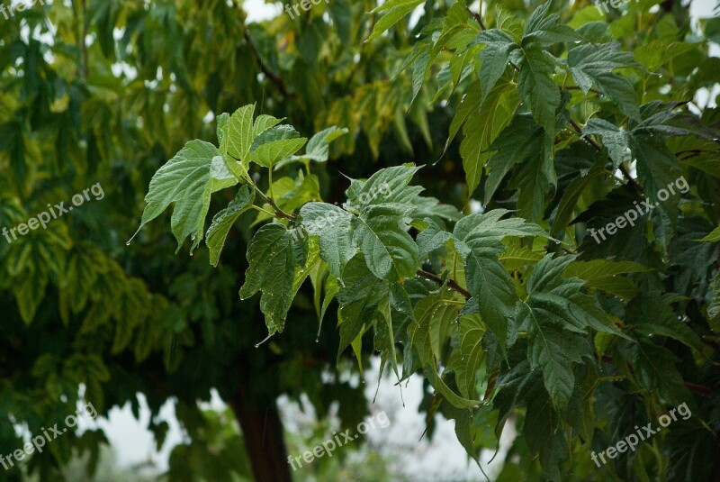 Rain Drops Of Water Downpour Mulberry Plane Free Photos