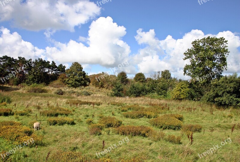 Landscape Pasture Meadow Sheep Summer