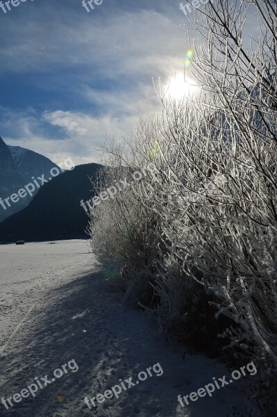 Snow Winter Winter Forest Wintry Tree