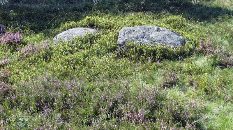 Lüneburg Heath Heide Heather Blossoms Plant Landscape