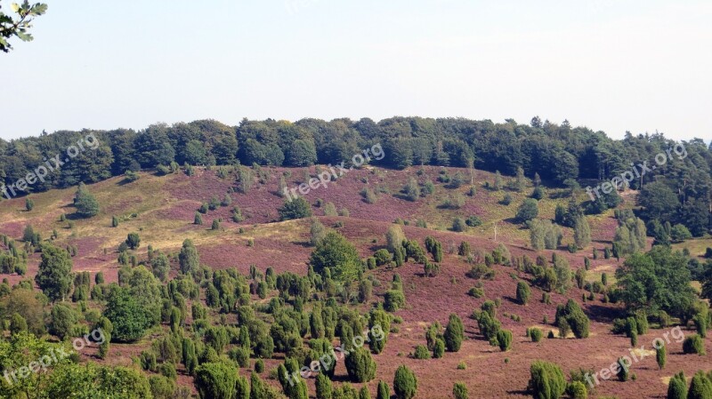 Lüneburg Heath Heide Heather Blossoms Plant Landscape