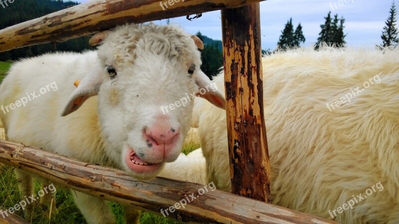 Sheep Rusinowa Logs Tatry Mountains Free Photos