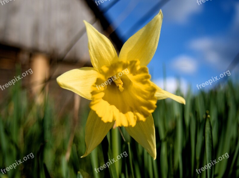 Narcissus Yellow Flower Grass Summer