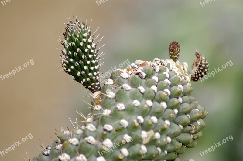 Arboretum Cactus Flowers Botanical Garden Succulents