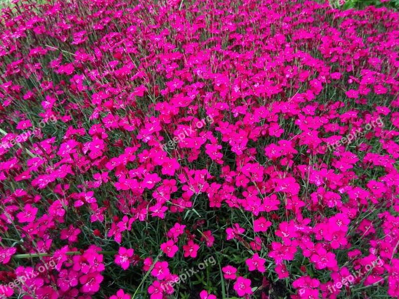 Flowers Pink Purple Nature Latvia