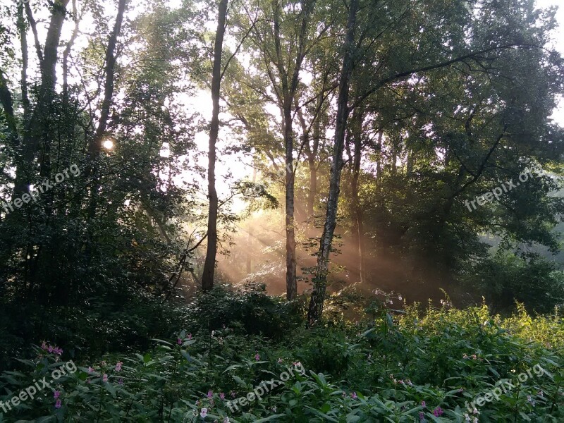 Forest Sun Trees Autumn Shadow