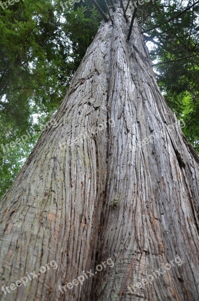 Nature Outdoor Landscape Tree Trunk